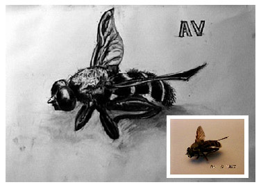 the drawing